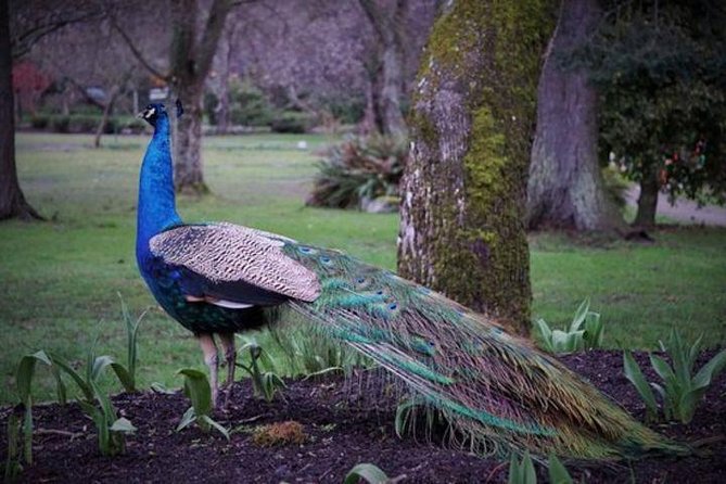Victoria Sightseeing With Butchart Gardens and Whale Watching - Guided Tour of Butchart Gardens