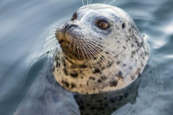 Victoria Sightseeing With Butchart Gardens and Whale Watching - Flexible and Private Tour Experience