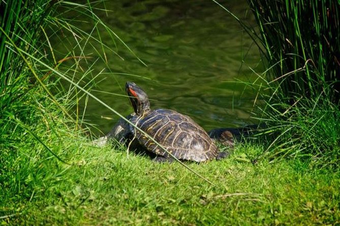 Victoria Sightseeing With Butchart Gardens and Whale Watching - Inclusive Tour Details