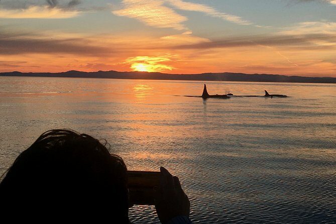 Victoria Sunset Whale-Watching Cruise - Discovering Victoria’s Sunset Whale-Watching Cruise: A Complete Review