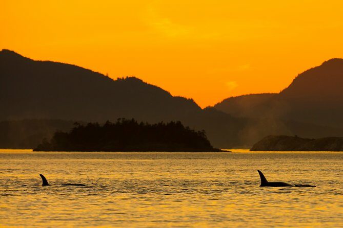 Victoria Sunset Whale-Watching Cruise - An Authentic Wildlife Encounter on the Water