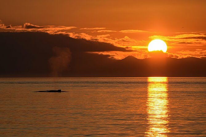 Victoria Sunset Whale-Watching Cruise - The Bottom Line