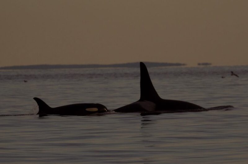 Victoria: Sunset Whale Watching Tour - Itinerary and Meeting Point