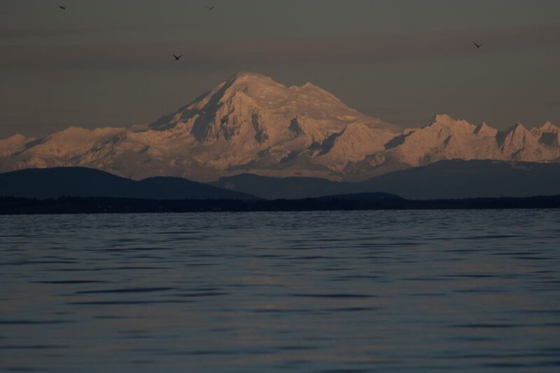 Victoria: Sunset Whale Watching Tour - Customer Reviews and Ratings