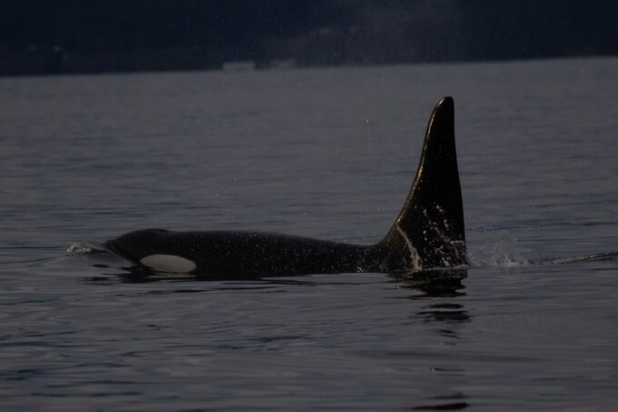 Victoria: Sunset Whale Watching Tour - About the Destination