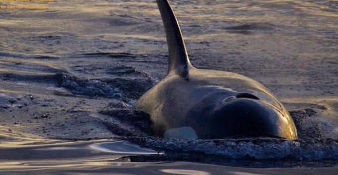 Victoria: Sunset Whale Watching Tour - Frequently Asked Questions