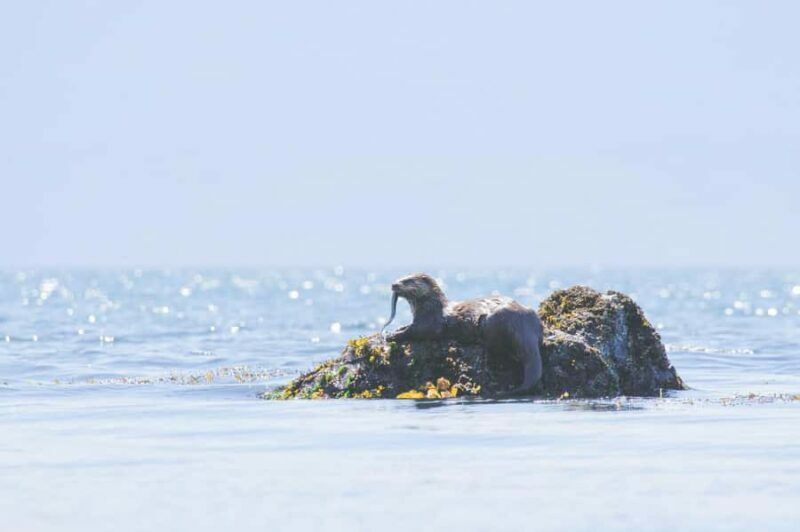 Victoria West Coast Wildlife, Old Growth and Waterfalls - Key Points