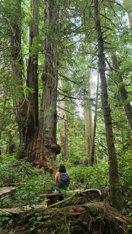 Victoria West Coast Wildlife, Old Growth and Waterfalls - A Closer Look at the Tour Experience