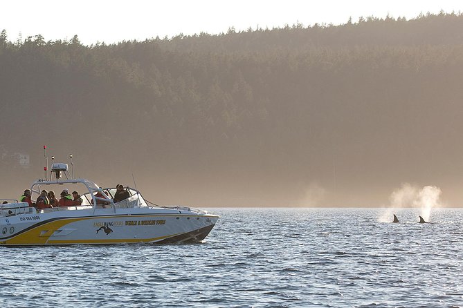 Victoria Whale and Wildlife Cruise - Guaranteed Whale Sightings