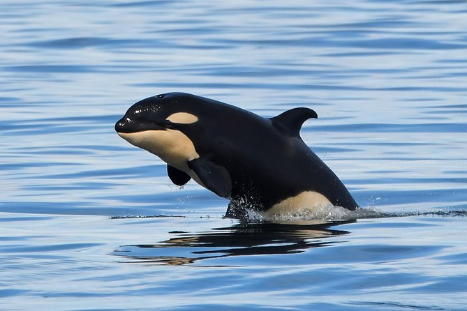 Victoria Whale and Wildlife Cruise - Wildlife and Natural History