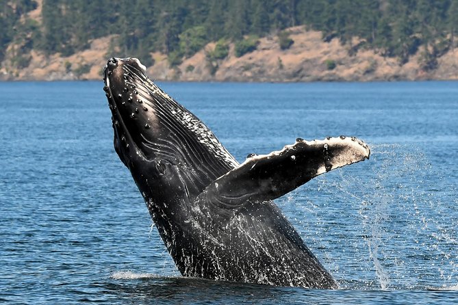 Victoria Whale and Wildlife Cruise - Certified Naturalist Guide