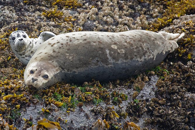 Victoria Whale and Wildlife Cruise - Comfortable and Semi-Covered Vessels