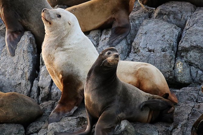 Victoria Whale and Wildlife Cruise - Inclusive Fees and Surcharges