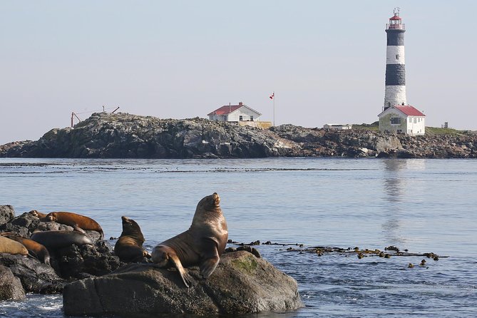 Victoria Whale and Wildlife Cruise - Exceptional Customer Reviews