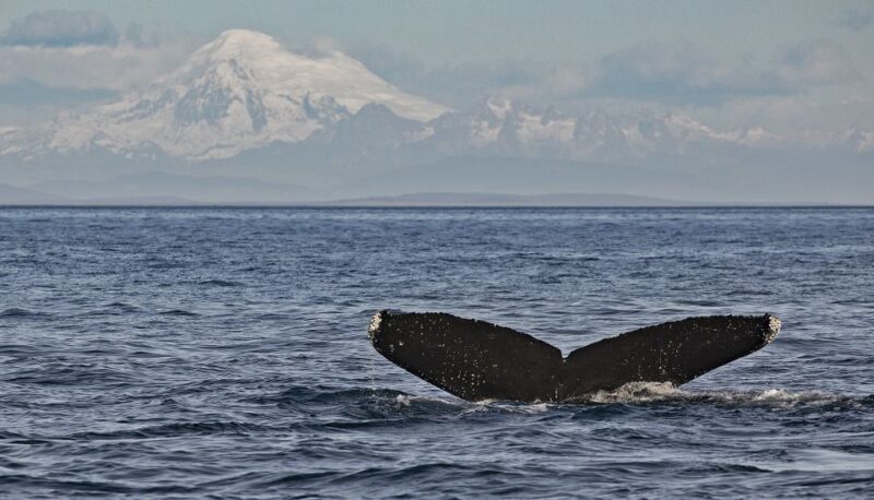 Victoria: Whale and Wildlife Semi-Covered Boating Tour - Vessel and Amenities