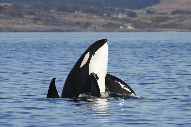 Victoria Whale Watch Tour - What to Expect on the Victoria Whale Watch Tour