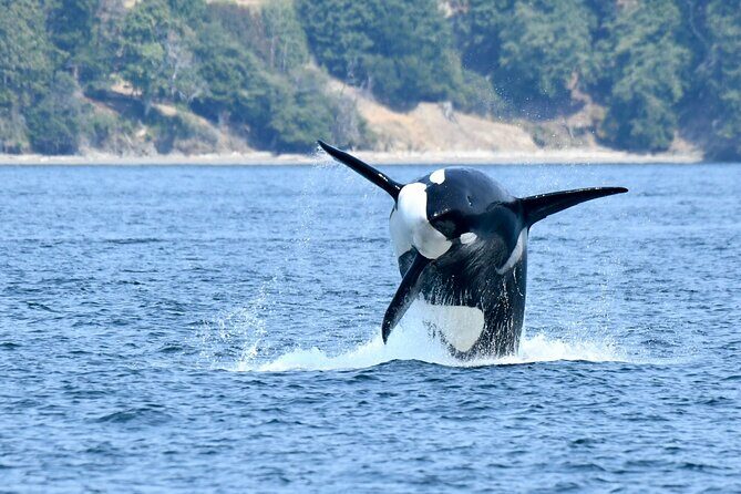 Victoria Whale Watch Tour - Who Will Love This Tour?