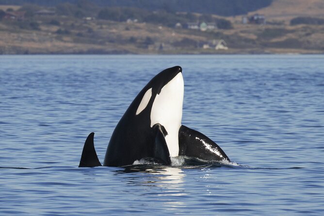 Victoria Whale Watch Tour - Tour Details and Ratings