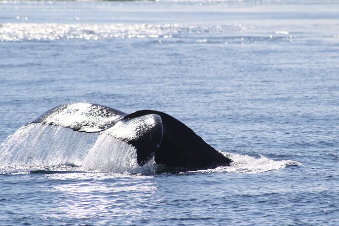 Victoria Whale Watch Tour - Inclusions and Amenities