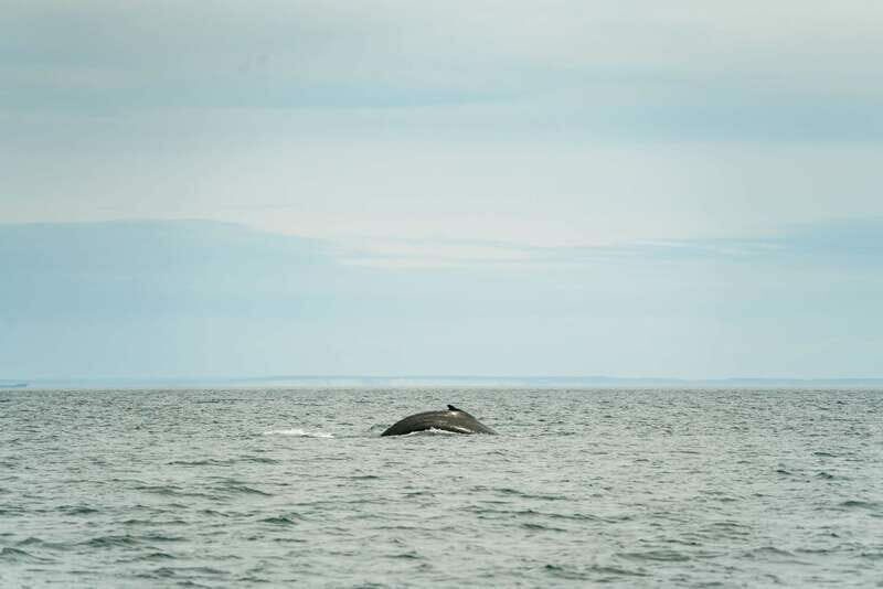 Victoria: Whale Watching Adventure in a Zodiac Boat - An Adventure on the Water: What to Expect