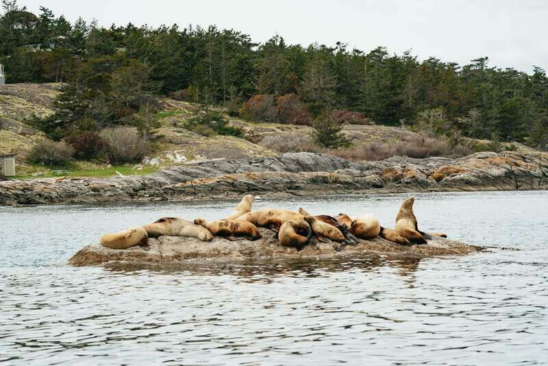 Victoria: Whale Watching Adventure in a Zodiac Boat - Who Should Consider This Tour?