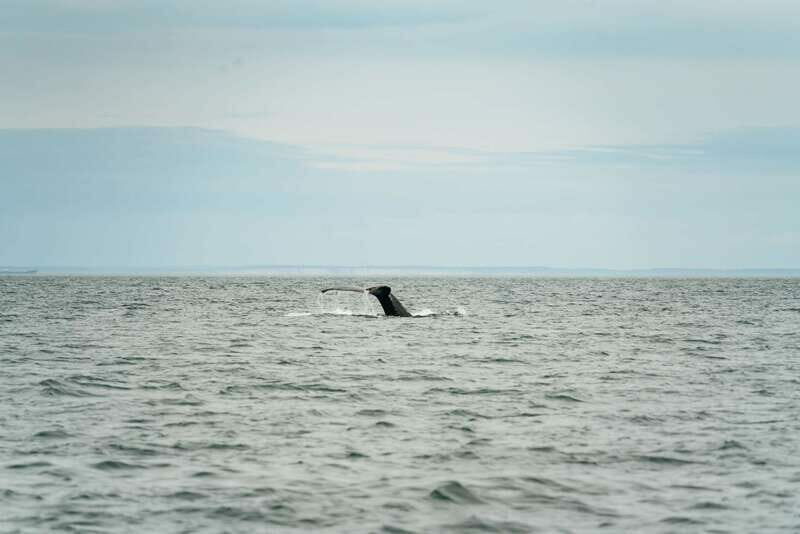 Victoria: Whale Watching Adventure in a Zodiac Boat - Authentic Experiences from Travelers