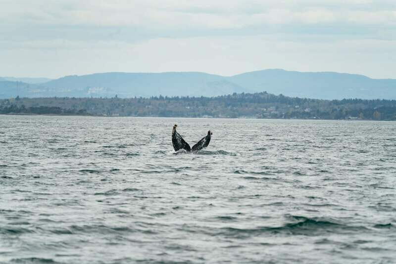 Victoria: Whale Watching Adventure in a Zodiac Boat - Practical Tips for Your Trip