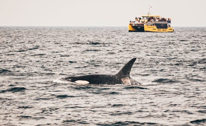 Victoria: Whale Watching Cruise by Covered Boat - Whale and Wildlife Sightings