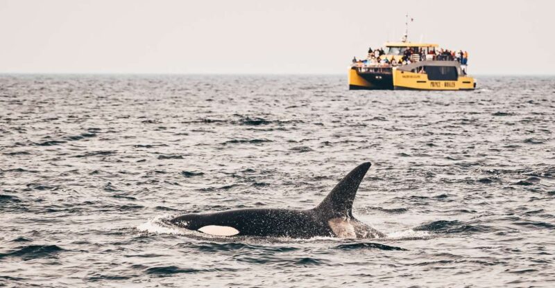 Victoria: Whale Watching Cruise by Covered Boat - Boat Features and Amenities