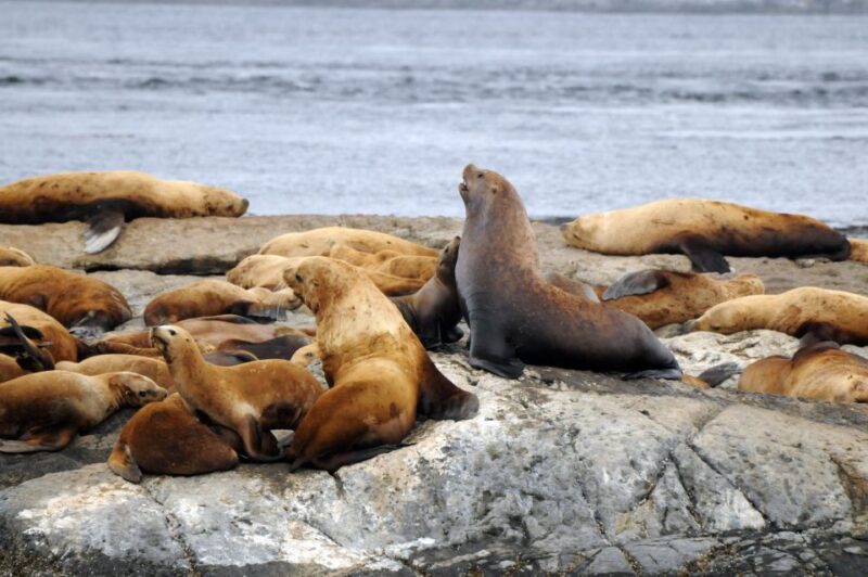 Victoria: Whale Watching Cruise by Covered Boat - Customer Reviews and Ratings
