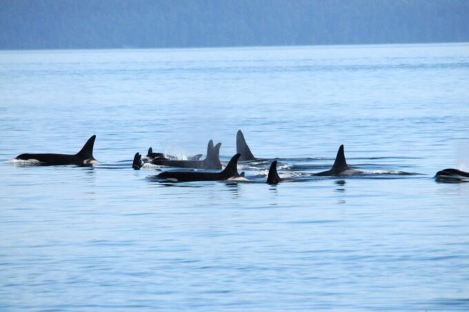 Victoria: Whale Watching Cruise by Covered Boat - Meeting Point and Location