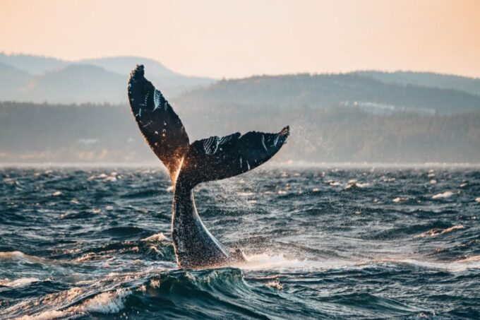 Victoria: Whale Watching Cruise by Covered Boat - Expert Guides and Commentary