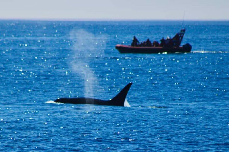 Victoria: Whale Watching Marine Wildlife Excursion Zodiac - An Overview of What to Expect