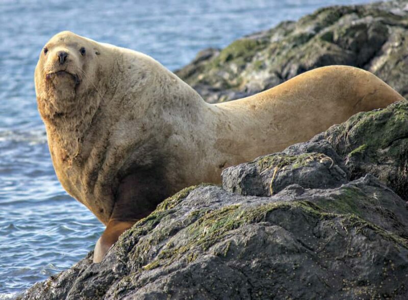 Victoria: Whale Watching Marine Wildlife Excursion Zodiac - FAQ