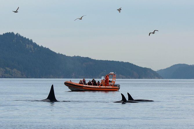 Victoria Whale Watching Tour by Zodiac - Key Points