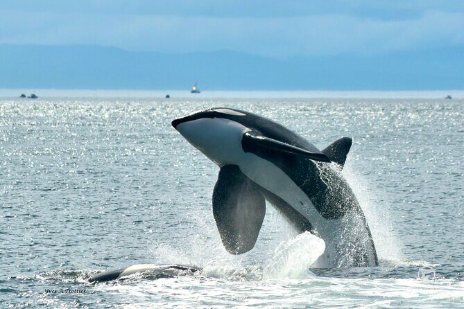 Victoria Whale Watching Tour by Zodiac - What the Reviews Tell Us