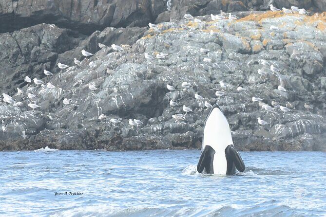 Victoria Whale Watching Tour by Zodiac - Final Thoughts