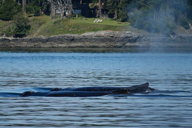 Victoria Whale Watching Tour by Zodiac - FAQ