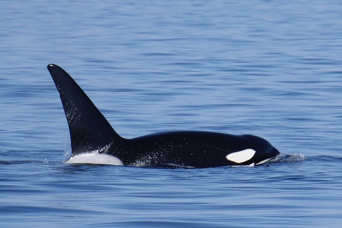 Victoria Whale Watching Tour by Zodiac - Overview of the Adventure