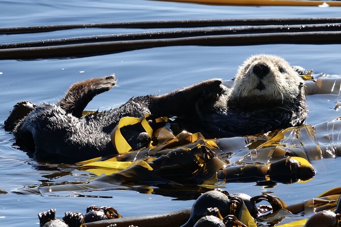 Victoria Whale Watching Tour by Zodiac - Meeting and Pickup Details