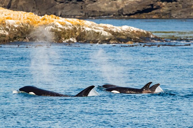 Victoria Whale Watching Tour on a Covered Vessel - Logistics