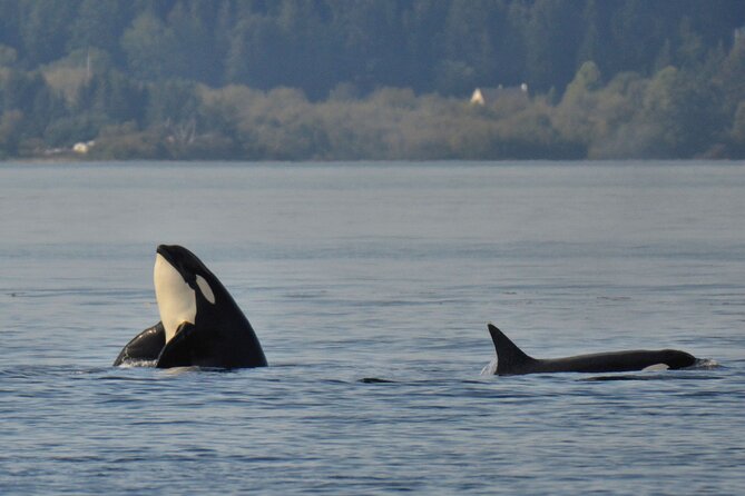 Victoria Whale Watching Tour on a Covered Vessel - Getting to the Meeting Point
