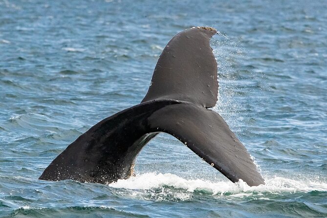 Victoria Whale Watching Tour on a Covered Vessel - Preparing for the Tour