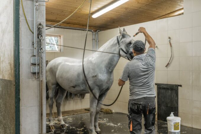 Vienna: Secrets of the Fiaker & Horse-Drawn Carriage Ride - Lipizzaner Horses
