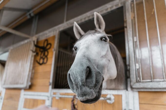 Vienna: Secrets of the Fiaker & Horse-Drawn Carriage Ride - Frequently Asked Questions