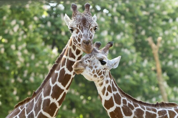 Vienna: Skip-the-line Tickets for Schönbrunn Zoo - Ticket Purchasing Information