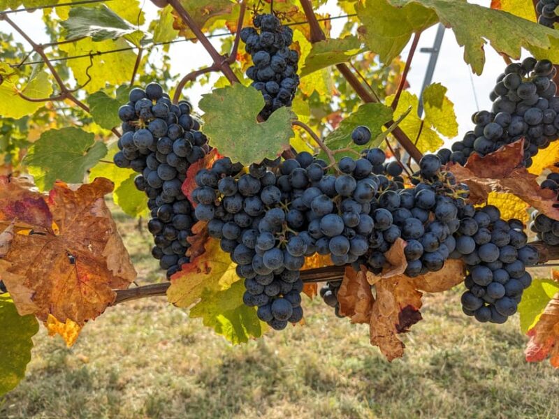 Vienna: Small-Group Wine Tasting Tour - Good To Know