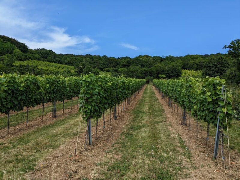 Vienna: Small-Group Wine Tasting Tour - Experience Highlights