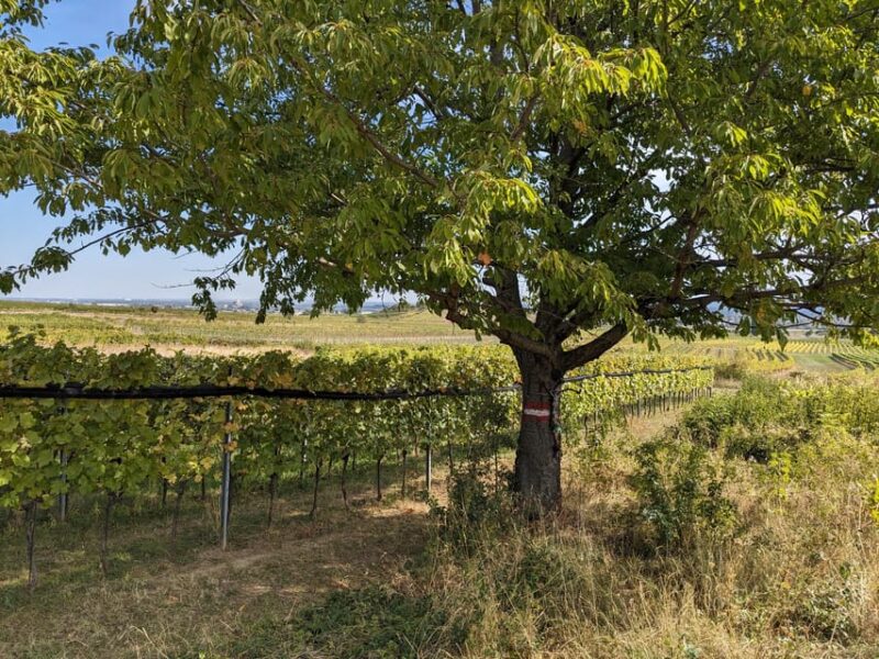 Vienna: Small-Group Wine Tasting Tour - Inclusions and Exclusions