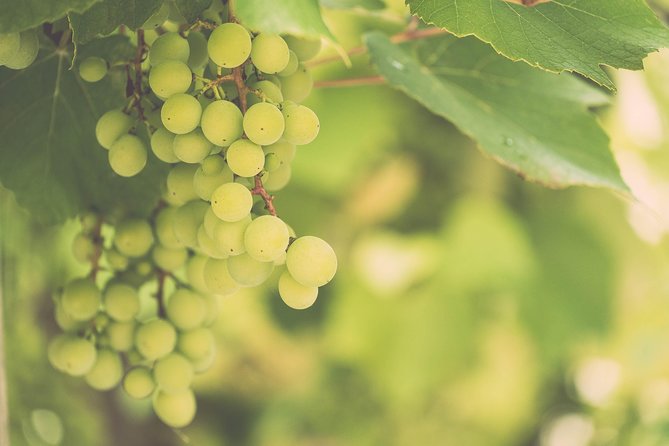 Vienna Vineyard and Danube River on Electric Bikes - Biking Through Picturesque Trails